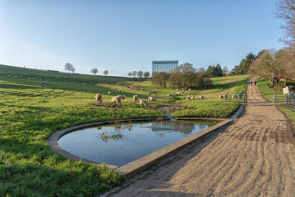 Sheep grazing at Campbell Park: credit David A Bailey